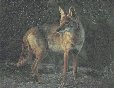 coyote2.jpg (35447 bytes)