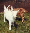 goats.jpg (7320 bytes)