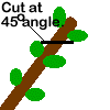 prune off at a 45 - degree angle