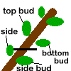 top, bottom, and sides buds