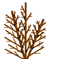 before pruning - thinning center
