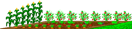 This is our garden.