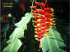 Heliconia.jpg (48570 bytes)
