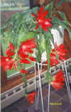 ackermannii.jpg (25916 bytes)