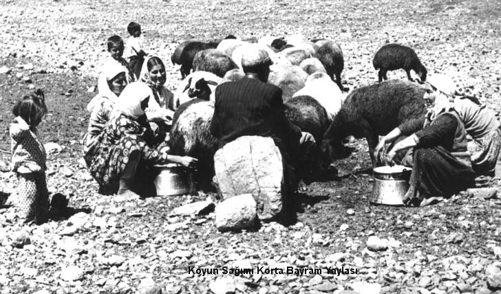 Jinsiy olatni fallus