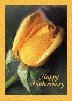 Yellow Rose