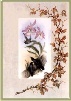 Hummingbird