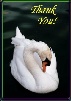 Swan