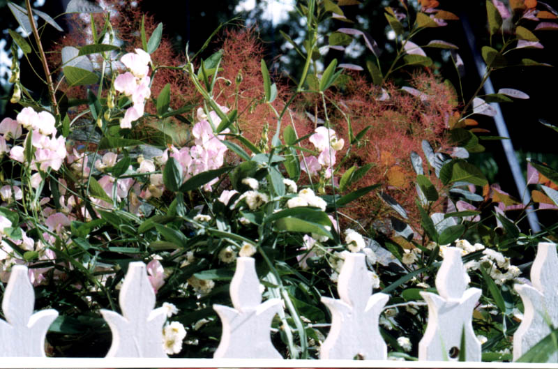 Cotinus Royal Purple et pois-de-senteur
