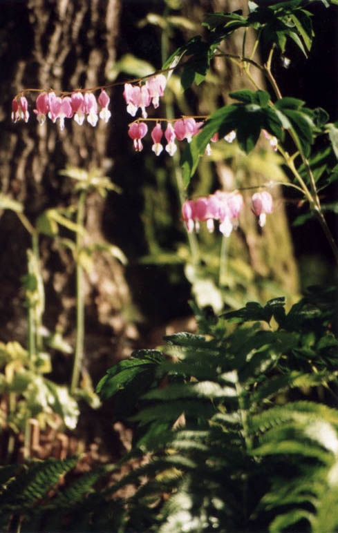 Dicentra spectabilis