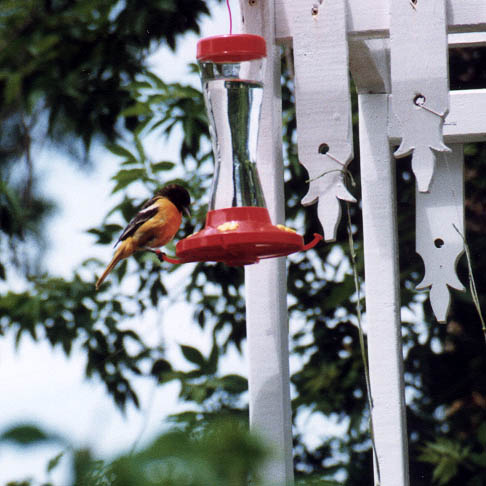 Oriole