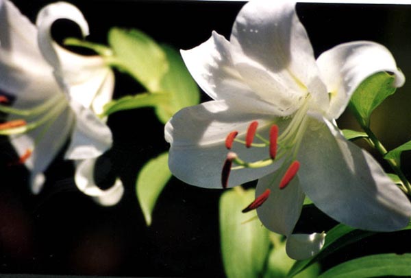 Lys oriental blanc