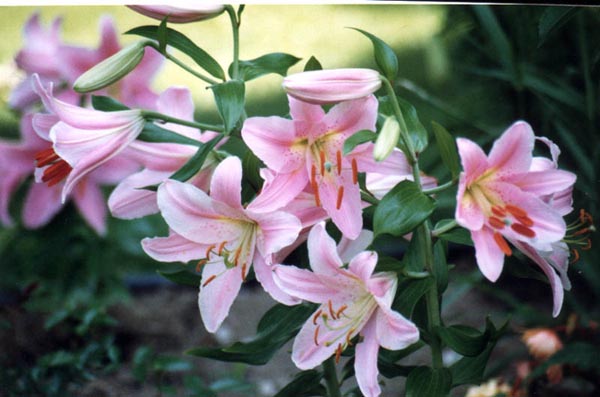 Lys rose