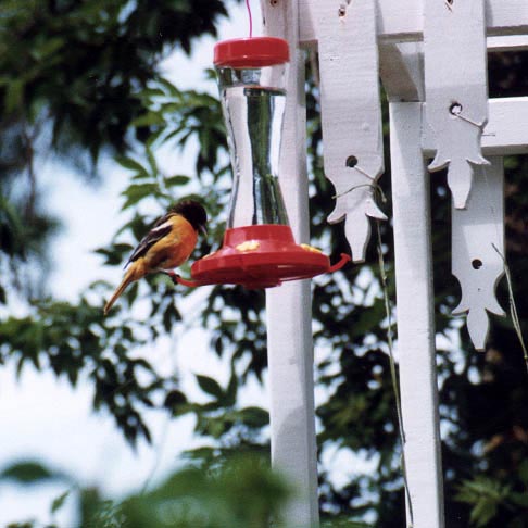 Oriole