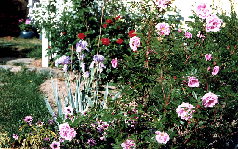 Rosier M�tis