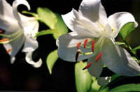Lys oriental blanc