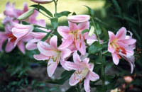 Lys rose