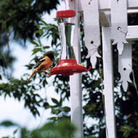 Oriole