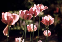 Tulipes
