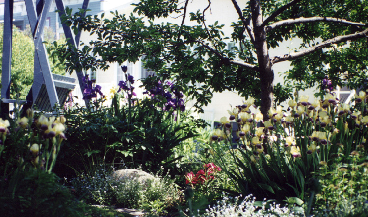 Iris
