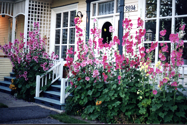 Roses tr�mi�res