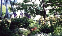 iris