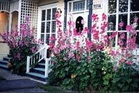 roses tr�mi�res