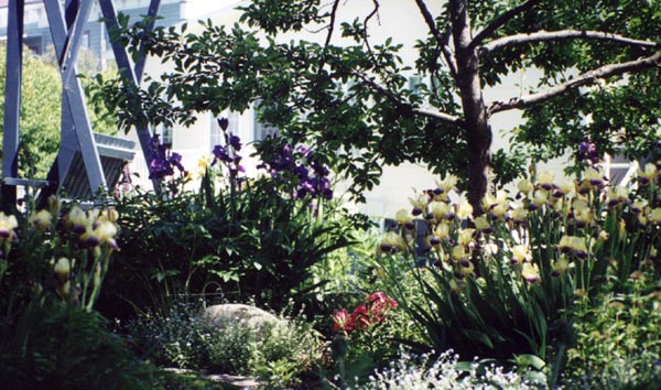 Iris