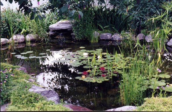 Nympheas