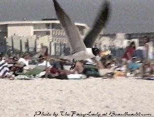 Not Aaron Gaul, SEA-Gull with a bird's eye view of comp!