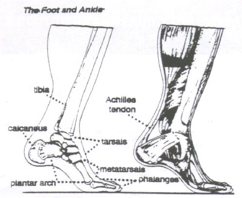 Taking Care of your Foot and Ankle