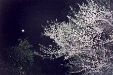 Pinnacles 1999 - By Moonlight
