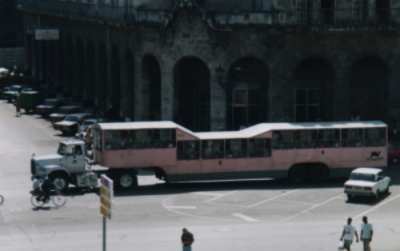 Camel bus