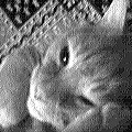 neighbours ginger cat (8539 bytes)