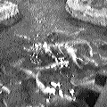 fish! (8773 bytes)