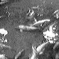more fish! (8370 bytes)