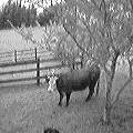 non-BSE cow (7833 bytes)