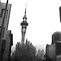 Auckland's Sky Tower (5052 bytes)