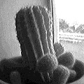 my old cactus is huge (6430 bytes)