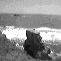Muriwai Ganet colony (6466 bytes)