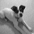 mum's dog Toby (7251 bytes)