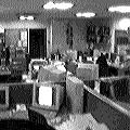 Cubicle heaven, Dilbert would be proud (8823 bytes)