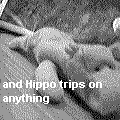 hippo.gif (39730 bytes)