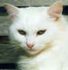 manorcat.tif (925614 bytes)