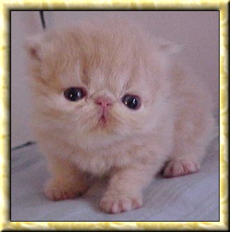 Cream Female Kitten