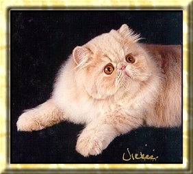 Kitten without a name