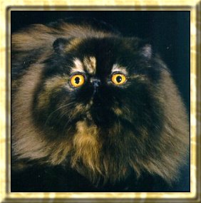 Patsy