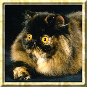 Percilla