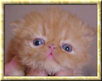 Red Male Kitten