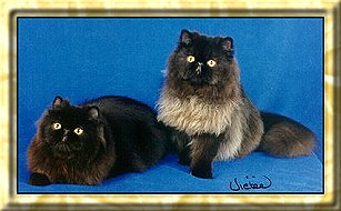 Sugar Ray & Litter Sister